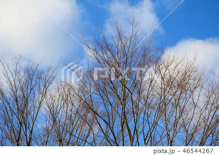 落葉した樹木と青空 落葉した樹木と青空 46544267