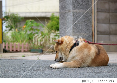 毛繕い 毛繕い 46544393