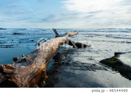 Piece of driftwood on sandy oceanic beach washed by surf with layer of white foam on water surface 46544490
