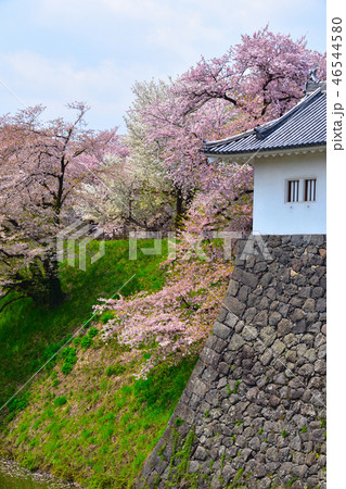 桜景　霞城公園 46544580