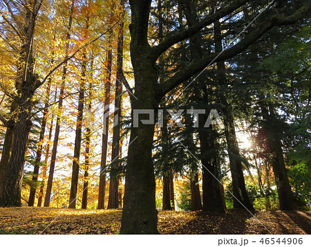 秋の木立 46544906