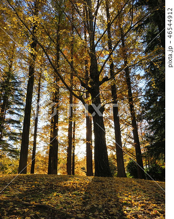 イチョウ木立 46544912