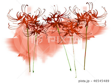 彼岸花 46545489