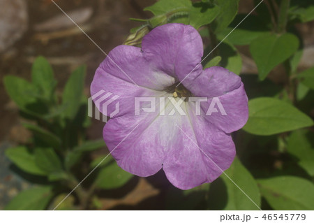 ペチュニア 46545779