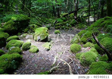 四国・徳島県の山犬嶽の苔 46546011