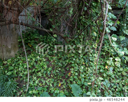 old wall with green ivy background 46546244