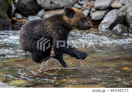 熊の胆嚢　ヒグマ北海道 体重300キロ超 オスの巨大ヒグマ捕獲 北海道積丹町【HTB