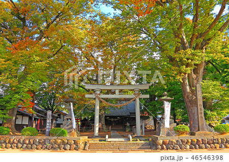 色づき始めた木々に囲まれる白鳥神社境内 色づき始めた木々に囲まれる白鳥神社境内 46546398