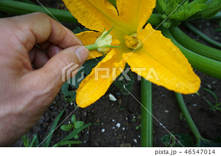 ズッキーニ 46547014