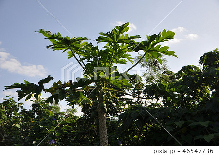 青パパイヤ 青パパイヤ 46547736