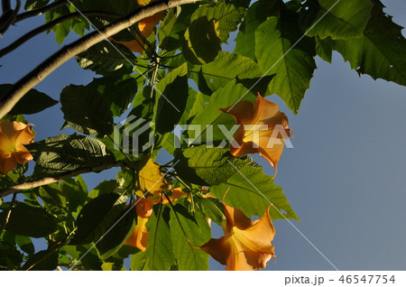 エンゼルトランペット 46547754