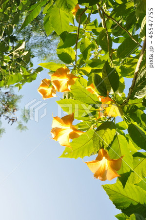 エンゼルトランペット 46547755