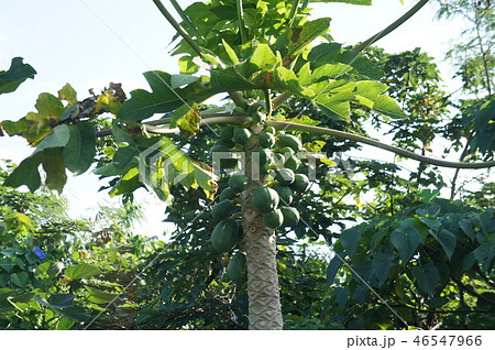 青パパイヤ 青パパイヤ 46547966