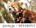若葉と木に登るレッサーパンダ（顔アップ） 46548453