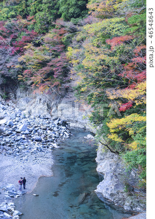 紅葉の別子ライン 46548643