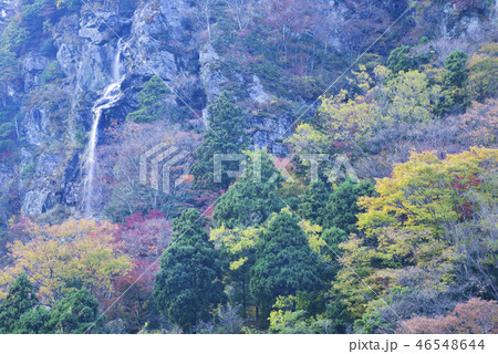 紅葉の清滝 紅葉の清滝 46548644
