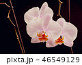 orchid on a black background 46549129