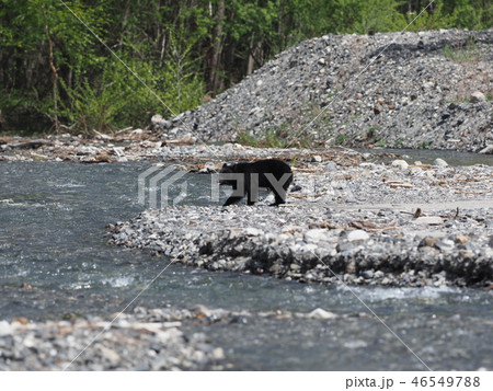 ツキノワグマ 46549788