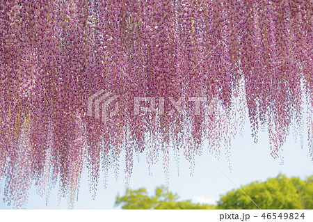 ピンク色の藤の花 あしかがフラワーパーク の写真素材