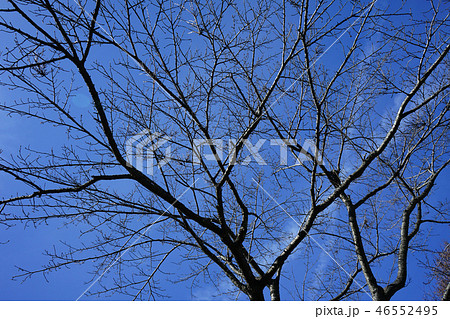 冬の桜の木々のシルエット 冬の桜の木々のシルエット 46552495