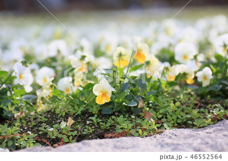 ビオラの花 ビオラの花 46552564