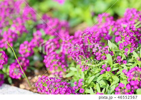 スイートアリッサムの花 スイートアリッサムの花 46552567