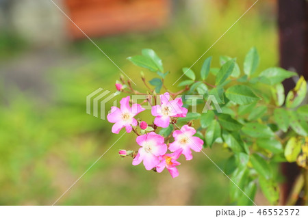 バラの花　バレリーナ 46552572