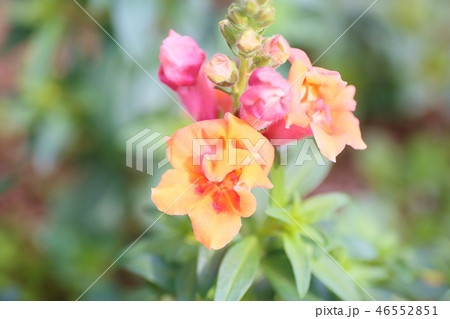 キンギョソウの花 46552851