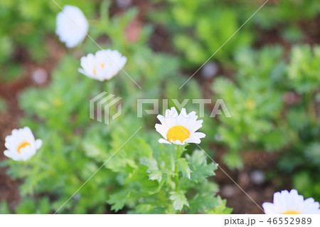デージーの花 46552989