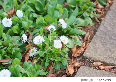 チロリアンデージーの花 46552991