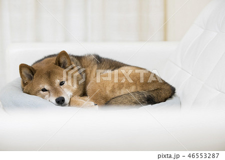 リラックスする柴犬 リラックスする柴犬 46553287
