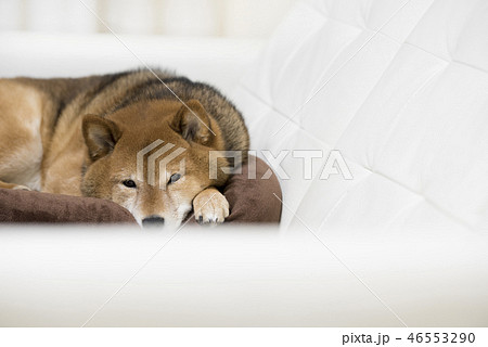 リラックスする柴犬 リラックスする柴犬 46553290