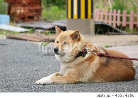dog 46554266