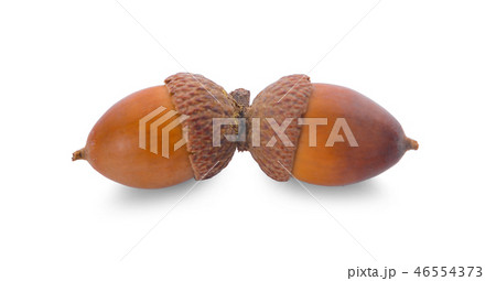acorns on a white background acorns on a white background 46554373