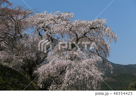 満開の又兵衛桜 満開の又兵衛桜 46554425