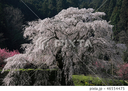 満開の又兵衛桜 満開の又兵衛桜 46554475