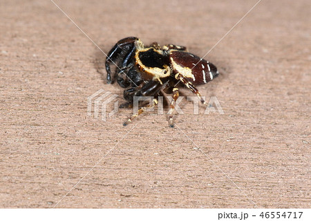 生き物 蜘蛛 カラスハエトリ オスです 頭でっかち 黒い体に淡色の縁取り この個体は少し赤っぽいの写真素材