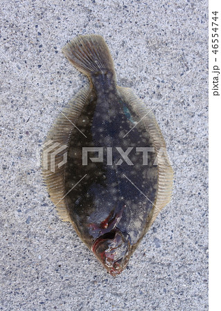 マコガレイ　カレイ 46554744
