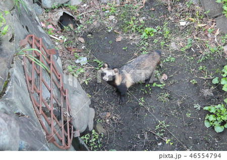 東京都の住宅街に住むタヌキ 小金井 小学校前 野川沿い の写真素材