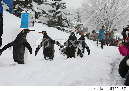 冬 ウインター ウィンター 46555187