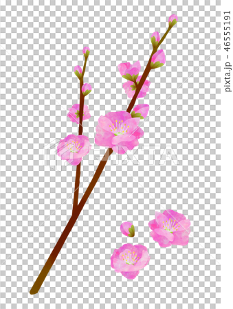 桃花 桃花 46555191