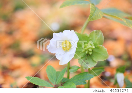 クリスマスローズの花 46555272