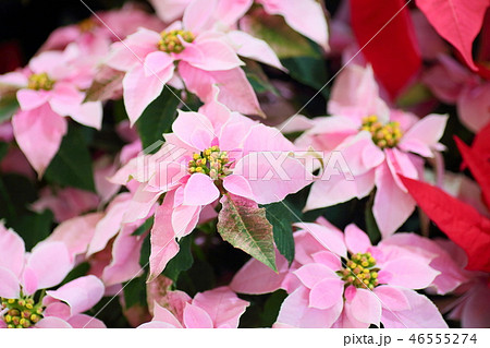ピンクのポインセチアの花の写真素材