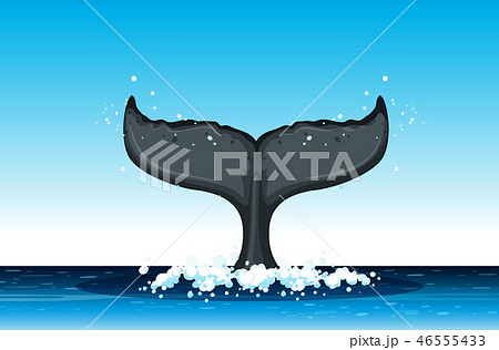 Humpback whale tail in ocean Humpback whale tail in ocean 46555433