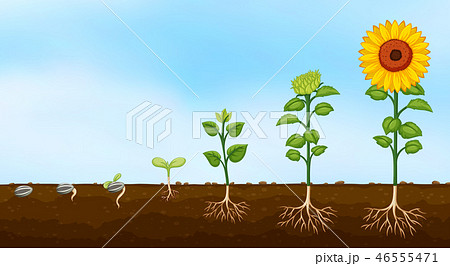 Diagram Of Plant Growth Stagesのイラスト素材