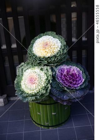 正月の葉牡丹 46555558