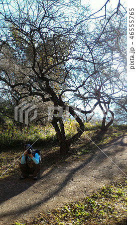 うめ 春告草 ソシンロウバイ 46555765