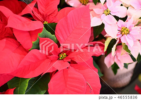 赤色ポインセチアの花 赤色ポインセチアの花 46555836
