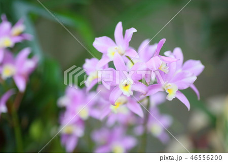 ラン科の花 レリアの写真素材
