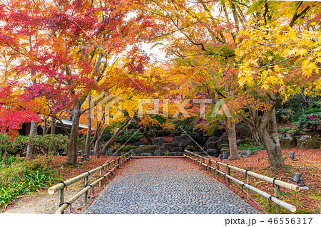 勝尾寺境内の紅葉 46556317